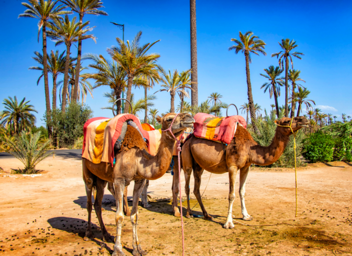 Camels in Marrakech